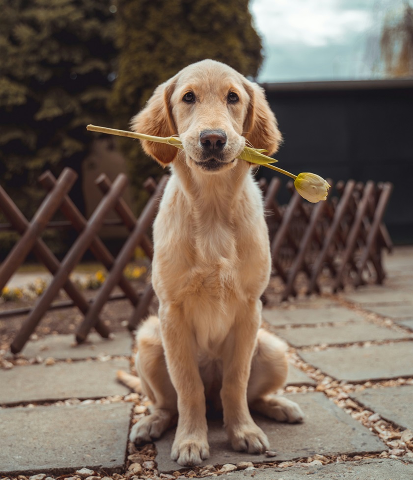 Advice from a&nbsp;Dog